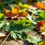Leafs or Leaves The Complete Guide